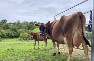 A green field with two brown cows turned to the camera
